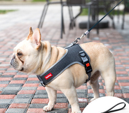 Ham pentru câini cu inscripție