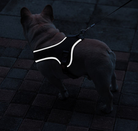 Ham pentru câini cu inscripție