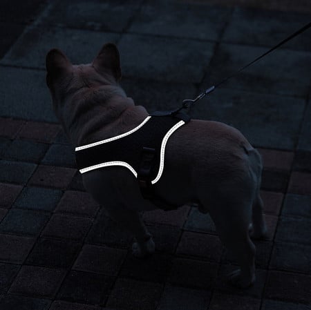 Lesa pentru caine si baveta in mai multe culori