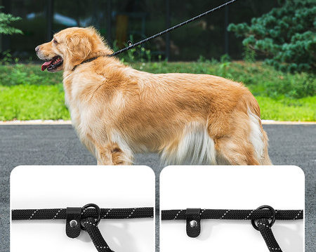 Lesa cu guler de caine