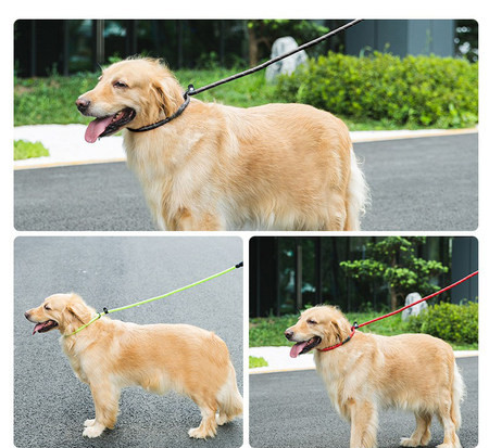 Lesa cu guler de caine