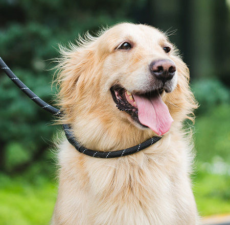 Lesa cu guler de caine