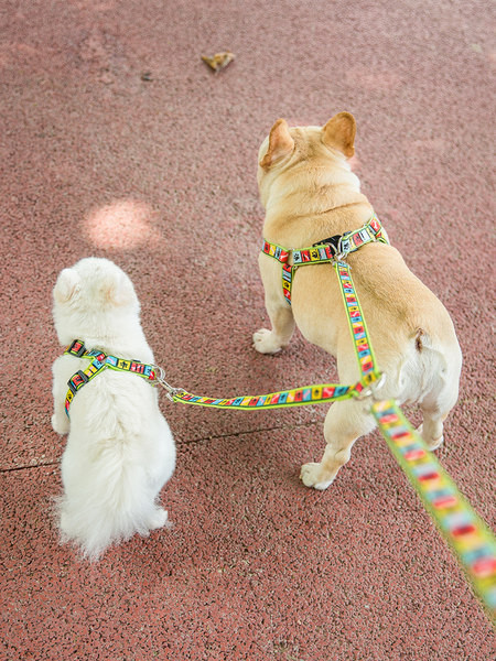 Värviline topelt reguleeritav rinnahoidjaga rihm