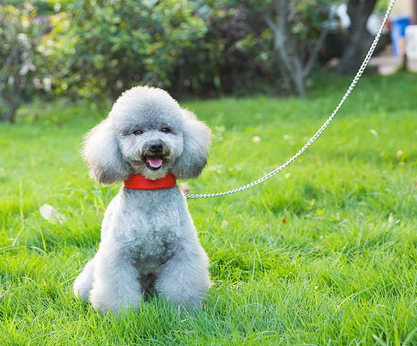 Guler de câine model simplu și lesă metalică