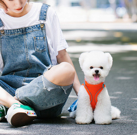 Koerte rakmed - mitu mudelit