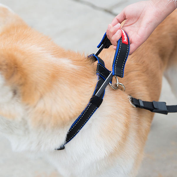 Guler de caine cu catarama metalica