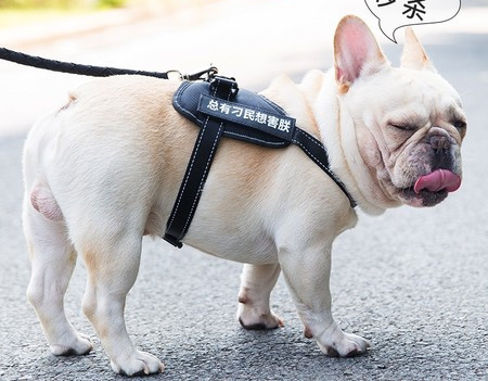 Ham textil pentru câini cu inscripție