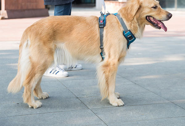 Bavete pentru caine cu catarama metalica