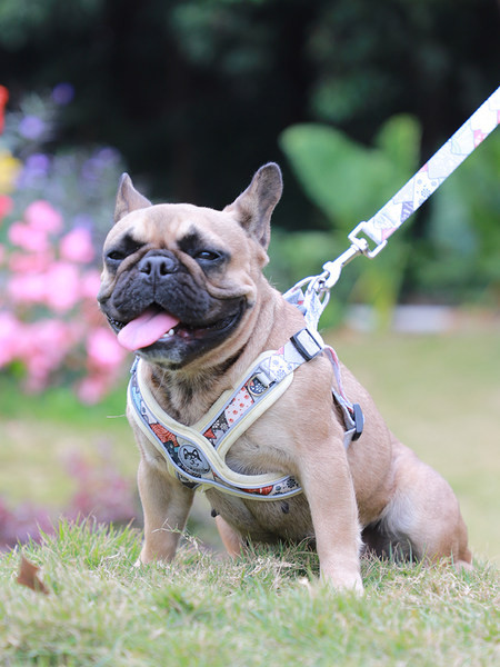 Ocazie cu model colorat pentru câini