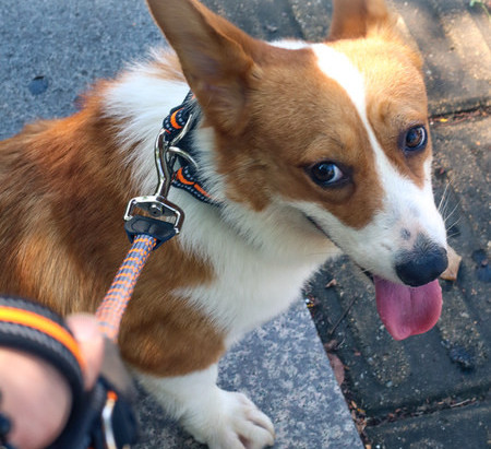 Guleră și lesă din textile pentru câini