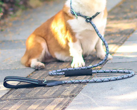 Guler pentru animale de companie