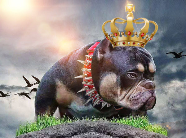 Guler de caine cu elemente metalice