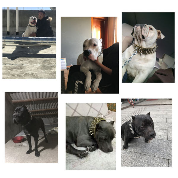 Guler de caine cu elemente metalice