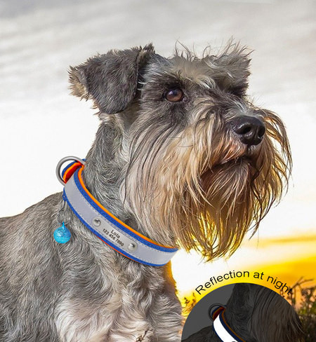 Sfat pentru animale de companie - mai multe culori