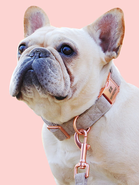 Lesa textila pentru caini sau zgarda cu prindere metalica