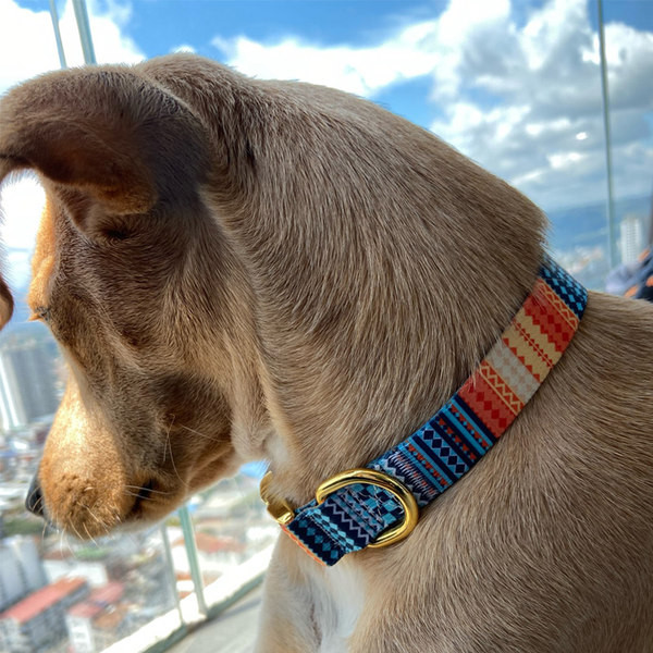 Guler colorat cu inchizator metalic pentru caini