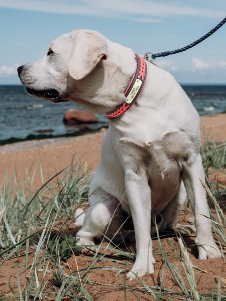 Guler de câine artificial cu cataramă metalică