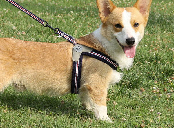 Lesă textilă pentru câini