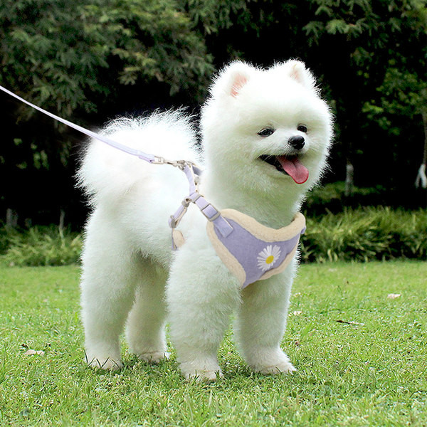 Ζώνη σκύλου με λουρί και κέντημα