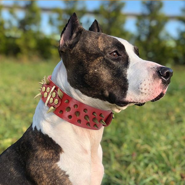 Λουρί σκύλου από συνθετικό δέρμα με πριτσίνια