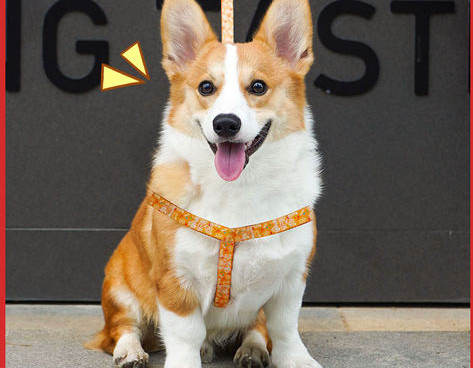 Zgarda si lesa pentru caini din textile