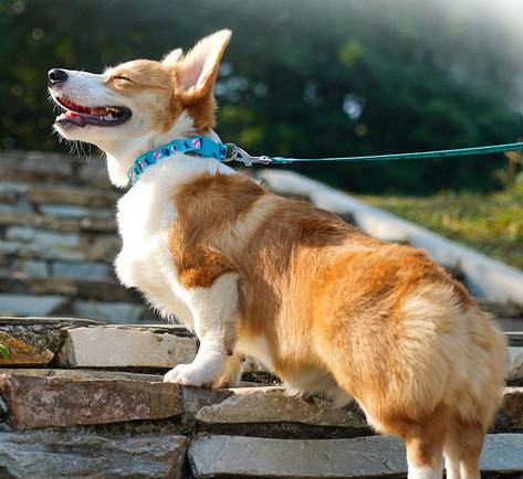 Zgarda si lesa pentru caini din textile