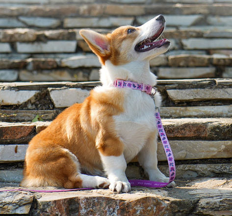 Zgarda si lesa pentru caini din textile