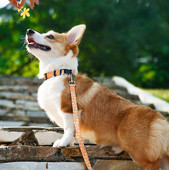 Κολάρο για σκύλους με απλικέ και πλαστικό κούμπωμα