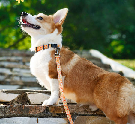 Κολάρο για σκύλους με απλικέ και πλαστικό κούμπωμα