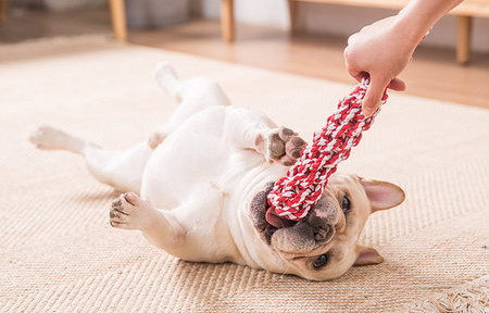 Funie pentru jocul cu animale de companie