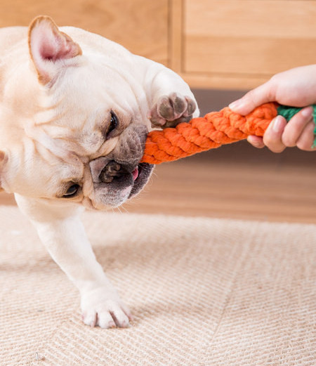 Funie pentru jocul cu animale de companie