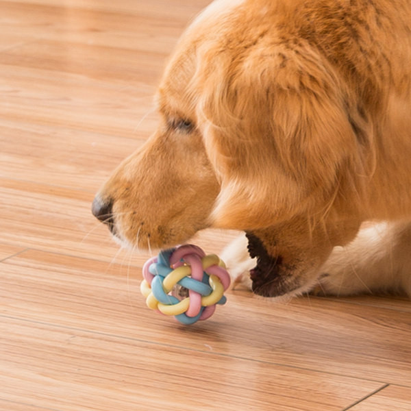 Câine colorat strălucitor pentru joacă