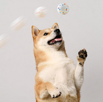Παιχνίδι σκύλου - μπάλα