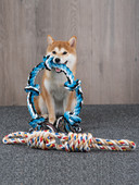 Jucărie textilă pentru câini pentru periajul dinților