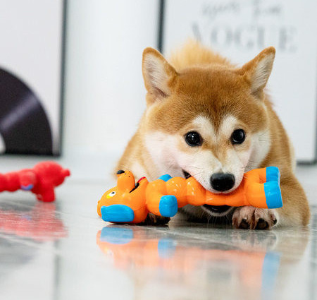 Jucărie din cauciuc pentru câini cu sunet