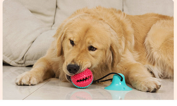 Vaakummänguasi koertele