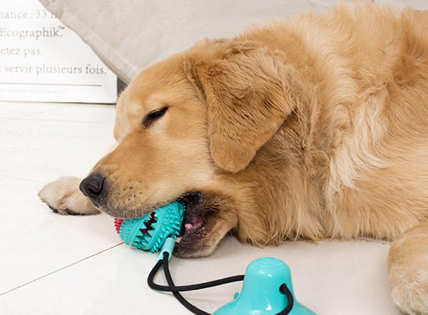 Vaakummänguasi koertele