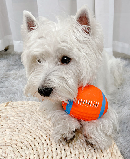 Väike kummipall koertele