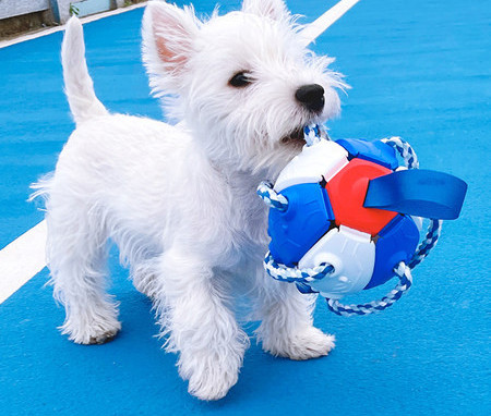 Nogometna lopta za pse