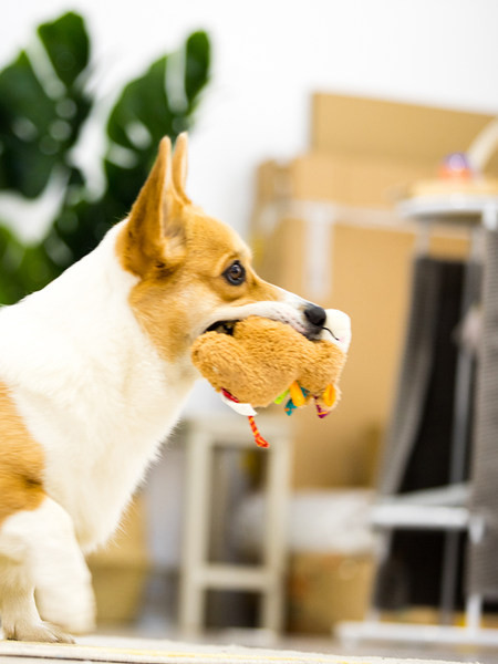 Βελούδινο παιχνίδι για σκύλους - πολλά μοντέλα