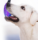 Silikoonist koeramänguasi - mitu mudelit