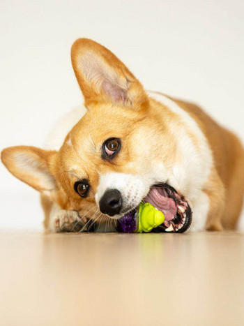 Гумена играчка за кучета във формата на животни 