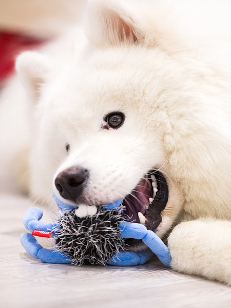 Plišane igračke za pse - tri modela