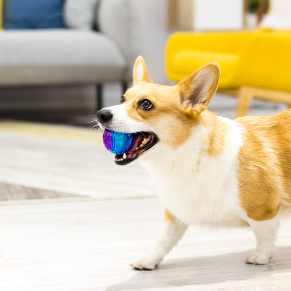 Gumena igračka otporna na grizenje - različiti modeli