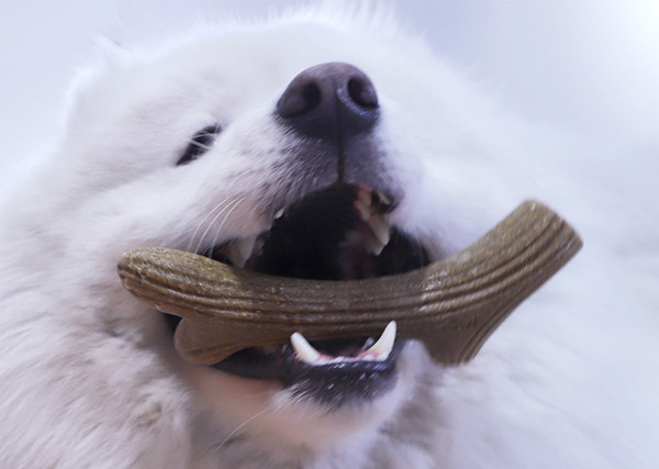 Igračka u obliku grane za kućne ljubimce