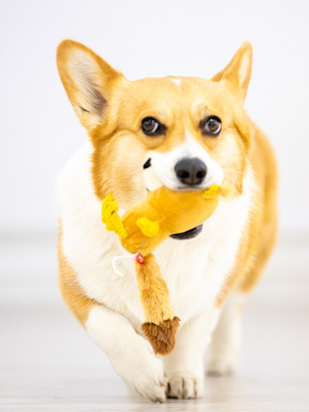 Vastupidav lemmikloomade hammustuse mänguasi