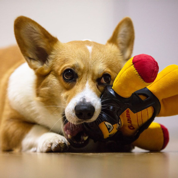 Παιχνίδι κατάλληλο για κατοικίδια