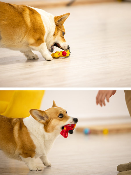 Jucărie de pluș durabilă pentru câini