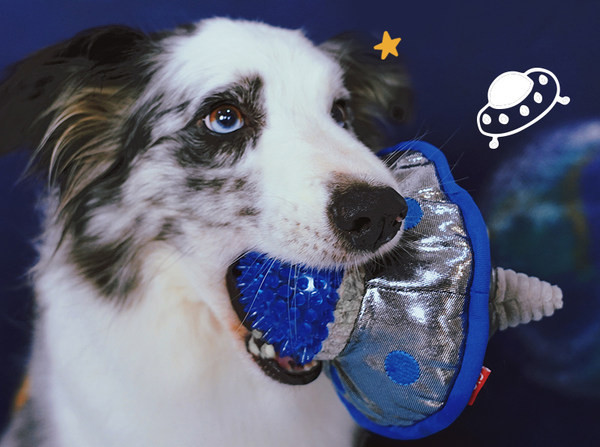 Jucărie de plus pentru câine pentru mestecat