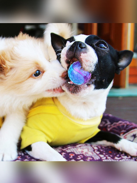 Košļājamā rotaļlieta, kas piemērota suņiem